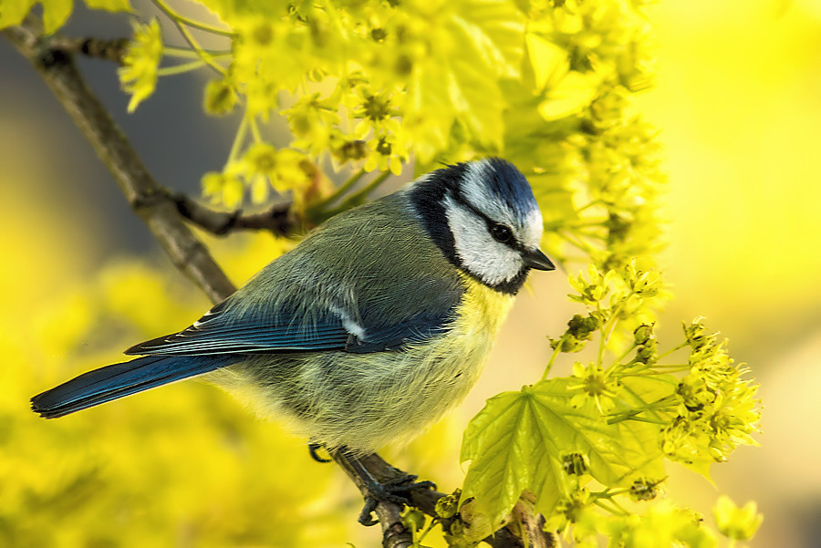 Blaumeise