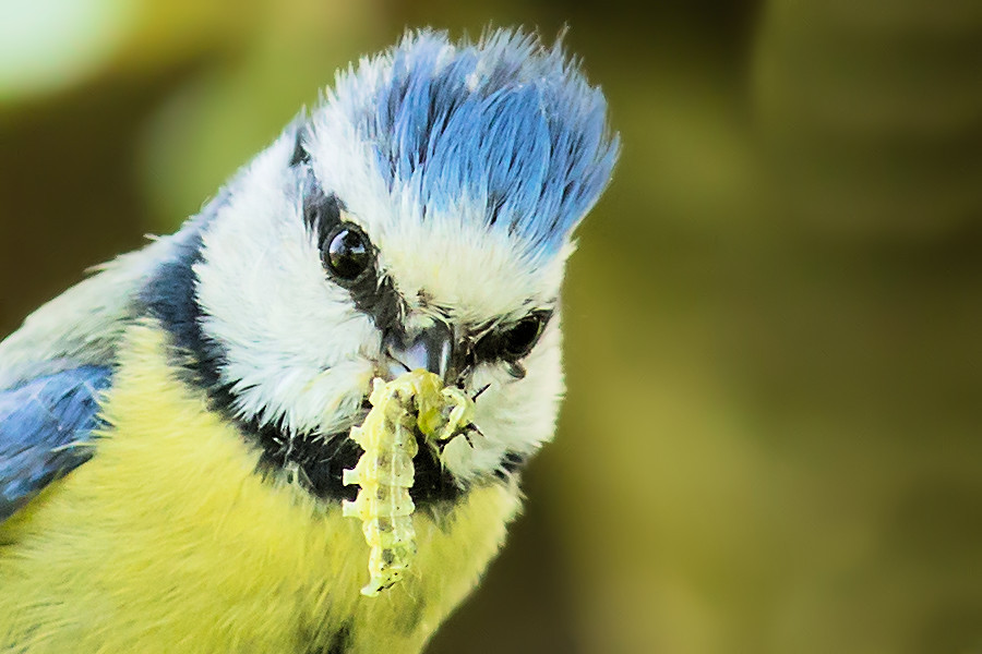 Blaumeise