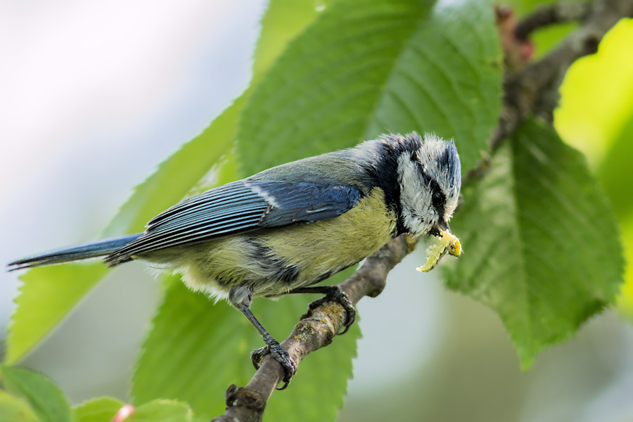 Blaumeise