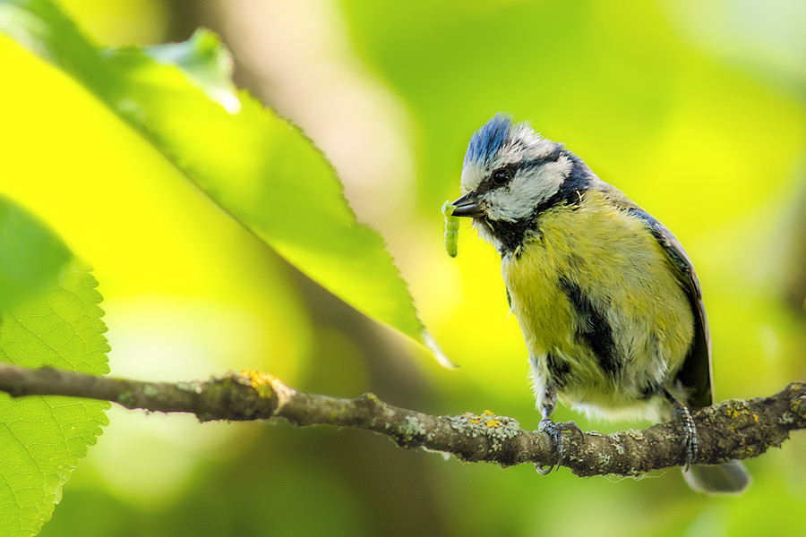 Blaumeise