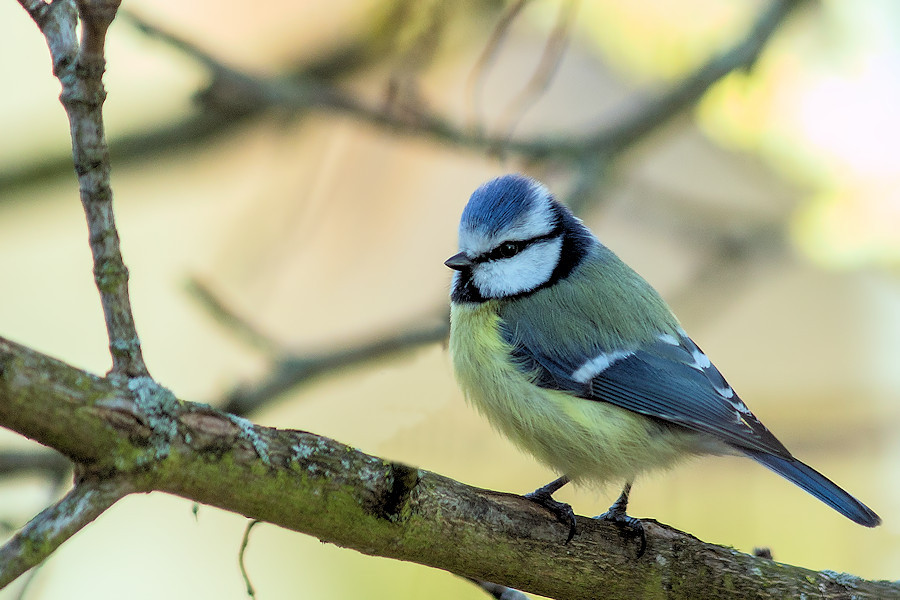 Blaumeise