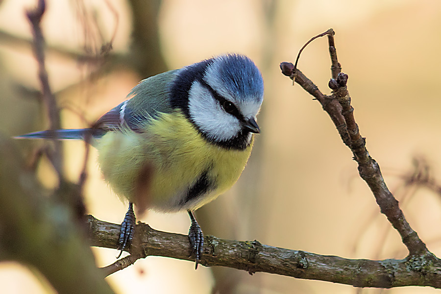 Blaumeise