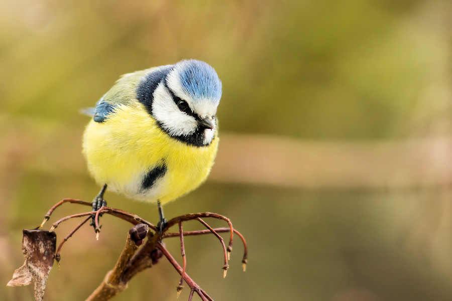 Blaumeise