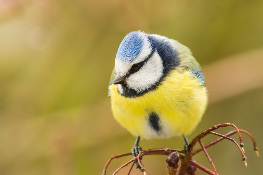 Blaumeise