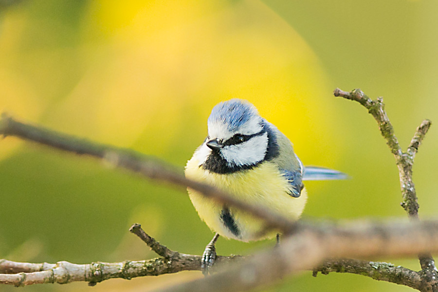 Blaumeise