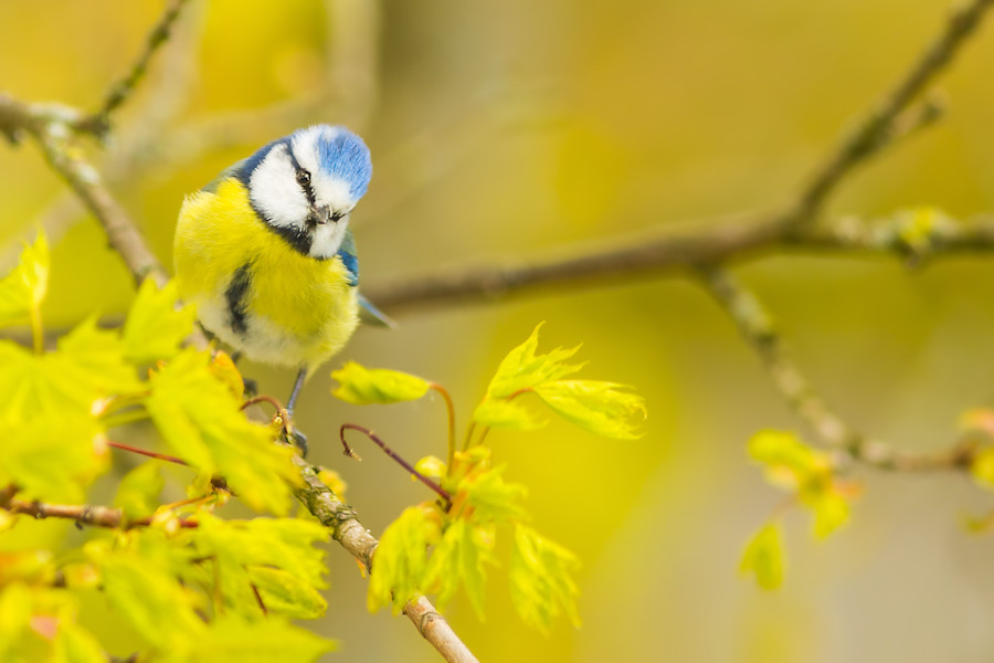 Blaumeise