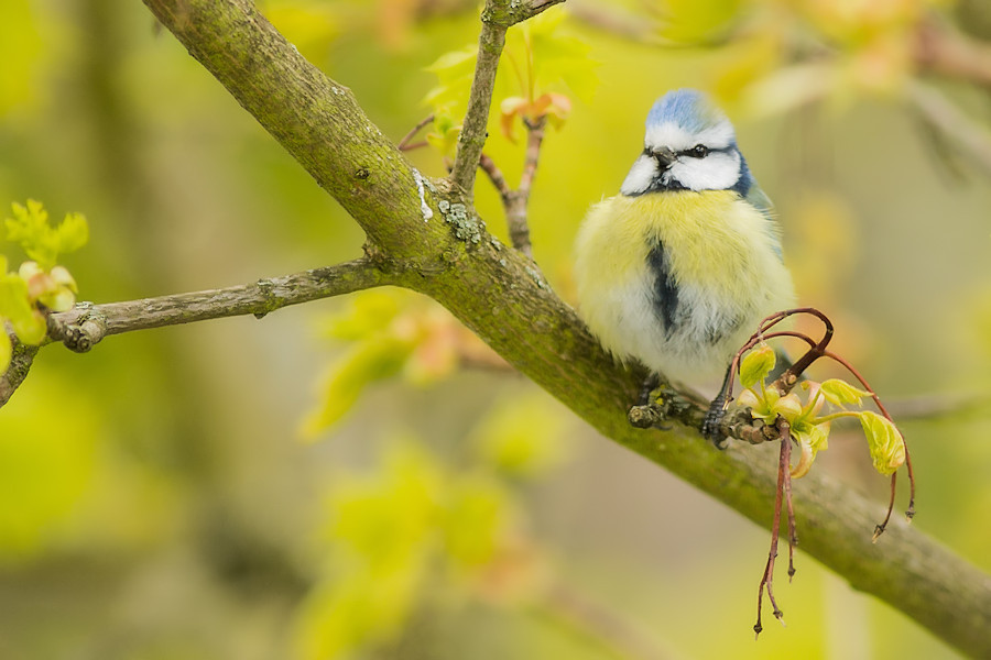 Blaumeise