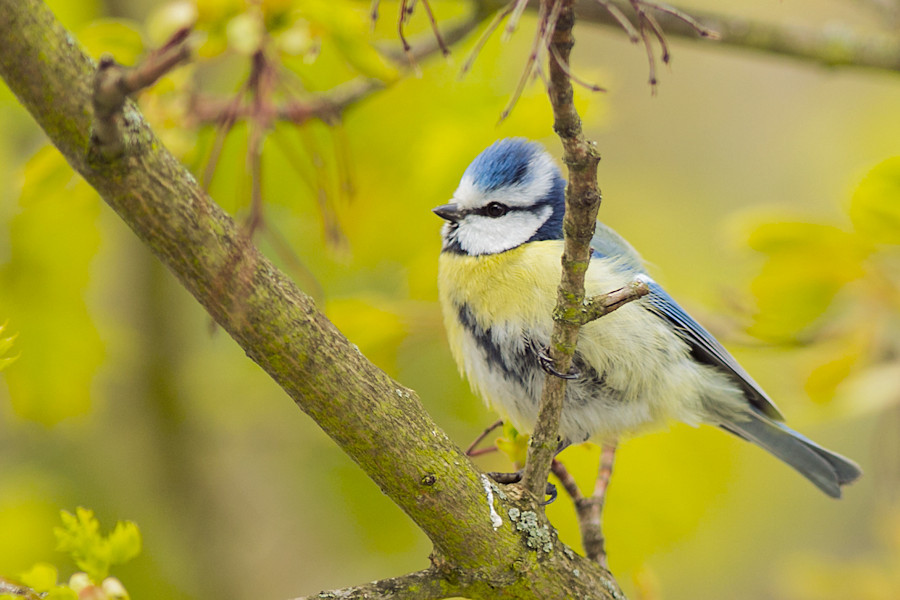 Blaumeise