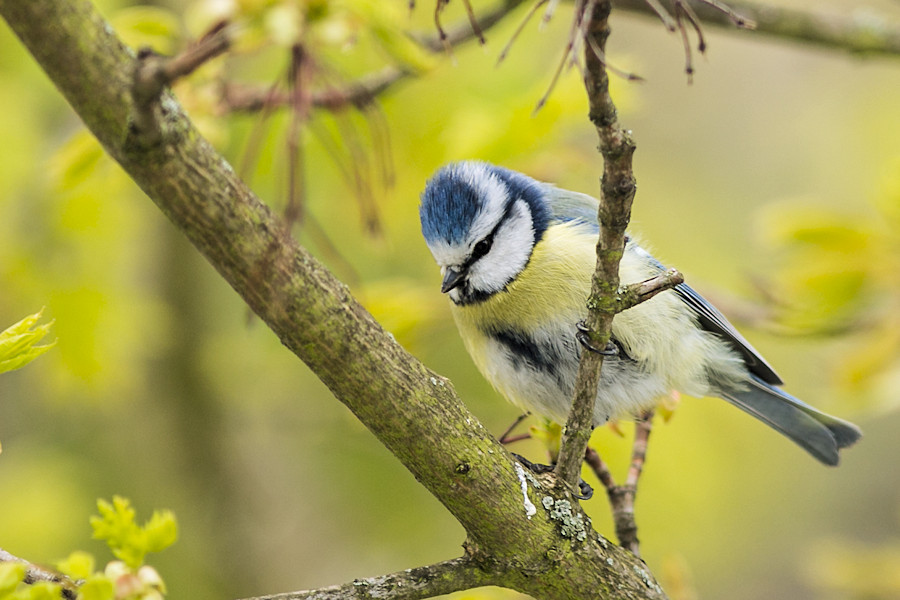 Blaumeise