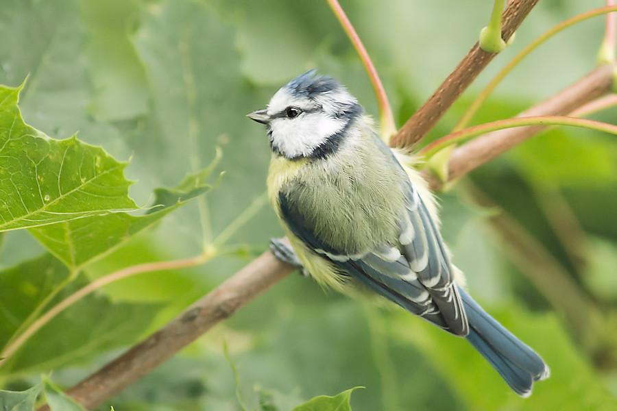 Blaumeise