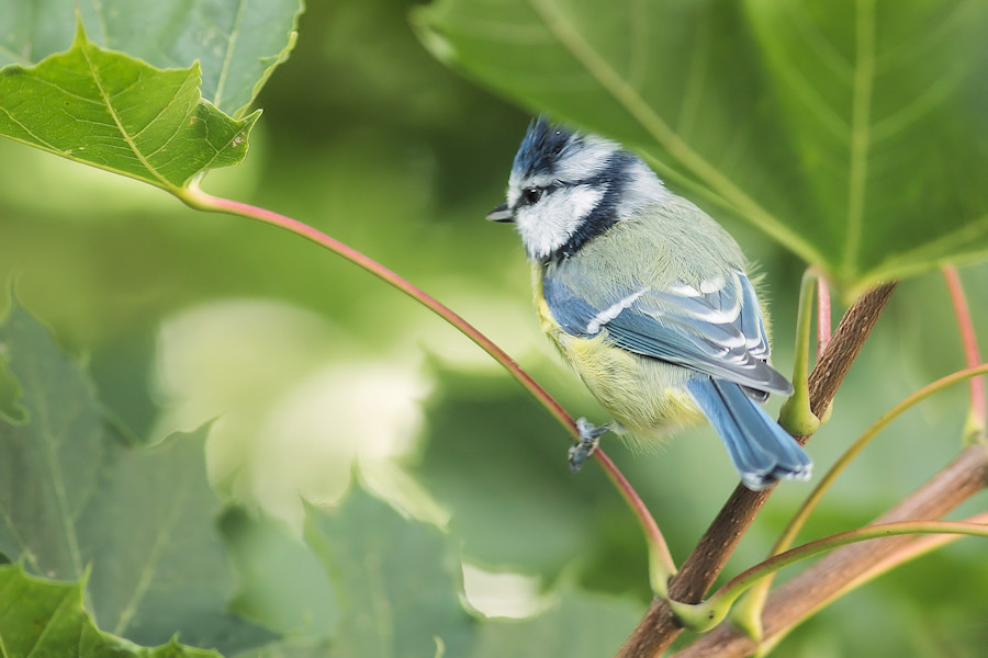 Blaumeise
