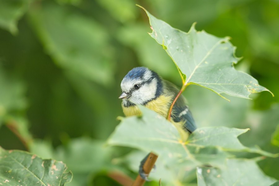 Blaumeise