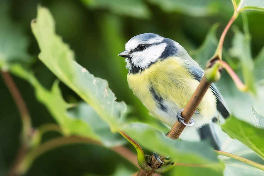 Blaumeise