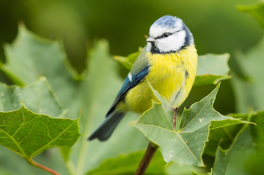 Blaumeise