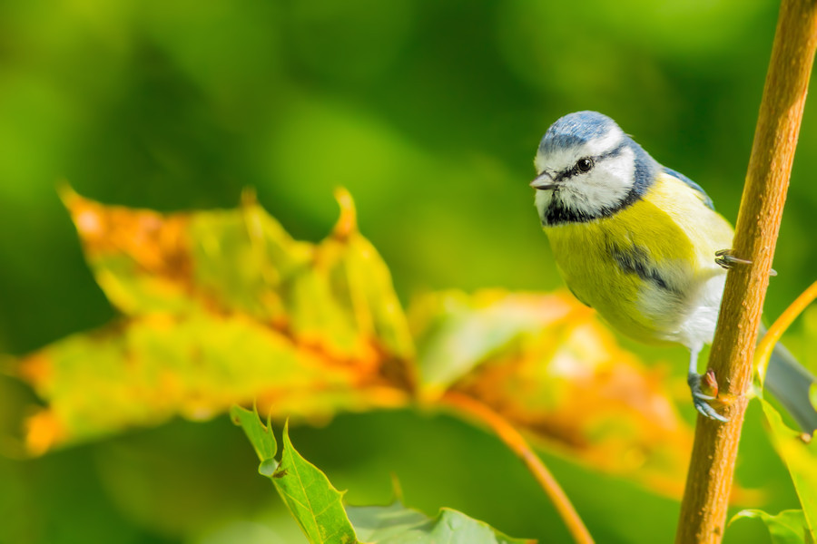 Blaumeise
