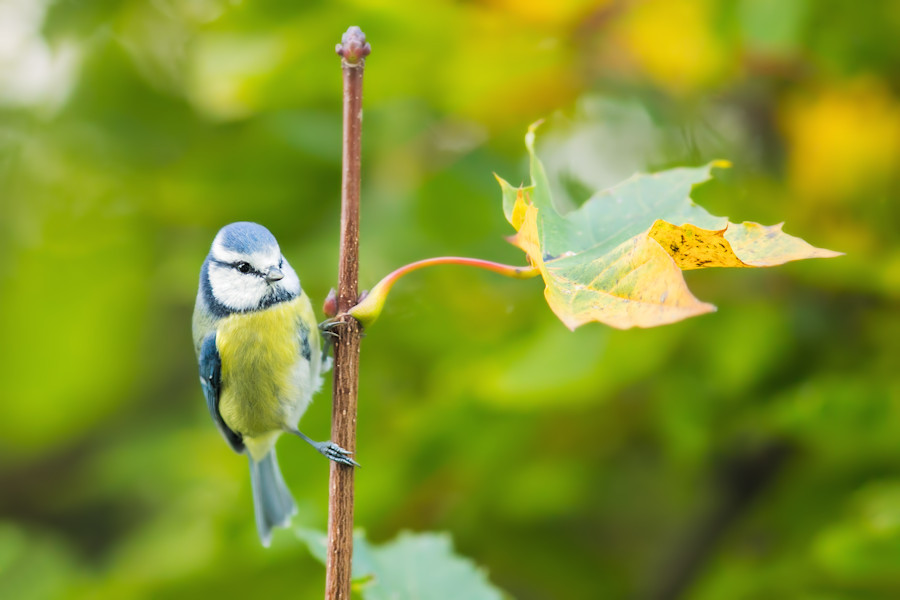 Blaumeise