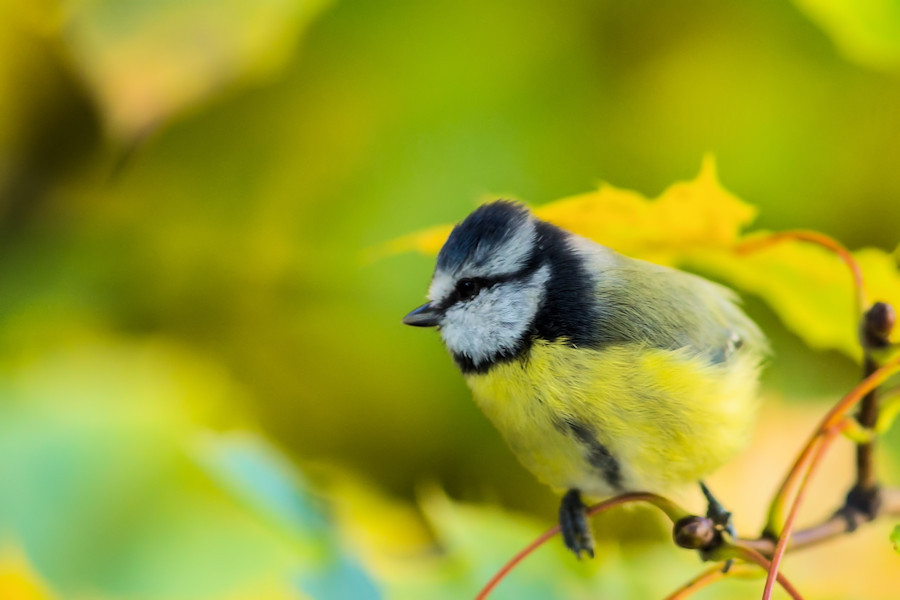 Blaumeise