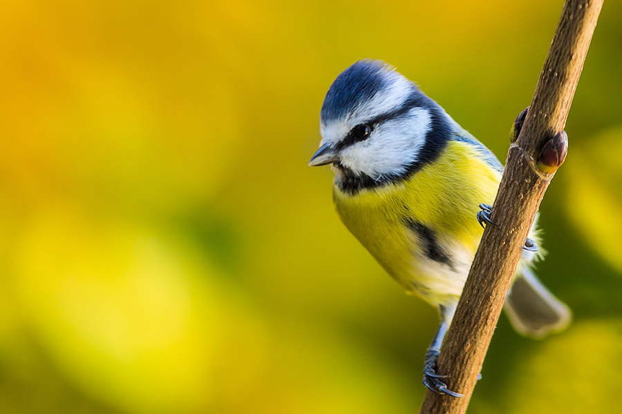 Blaumeise