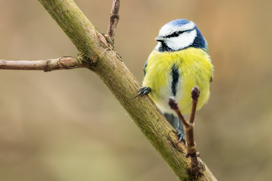Blaumeise