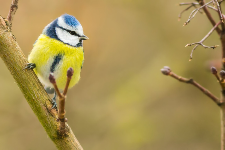 Blaumeise
