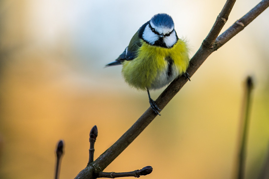 Blaumeise