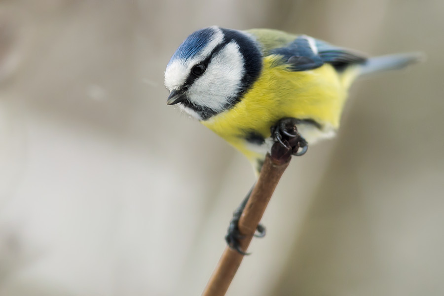 Blaumeise
