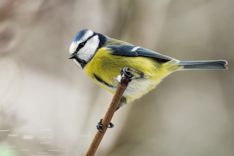 Blaumeise
