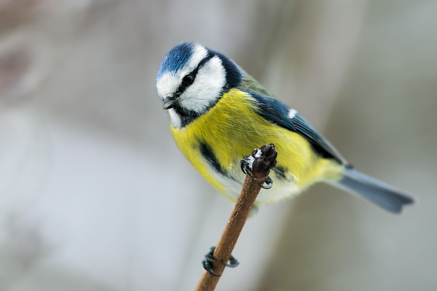 Blaumeise
