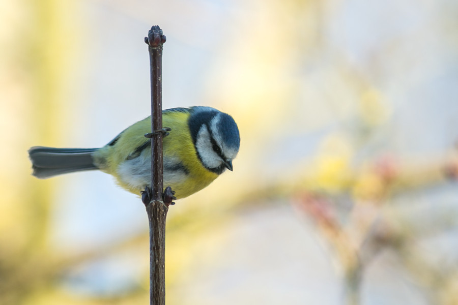 Blaumeise
