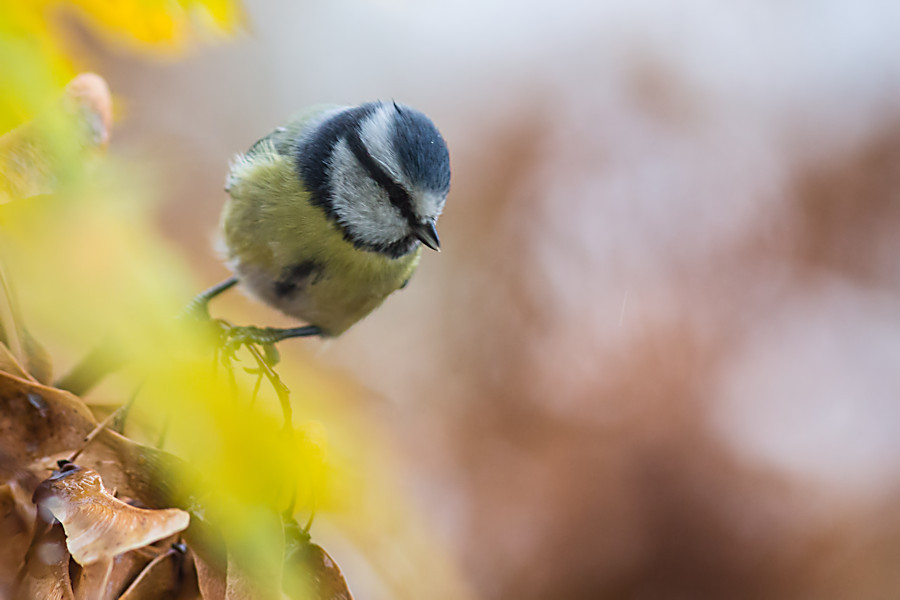 Blaumeise