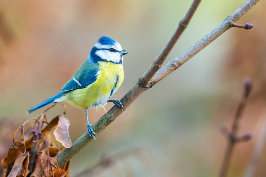 Blaumeise