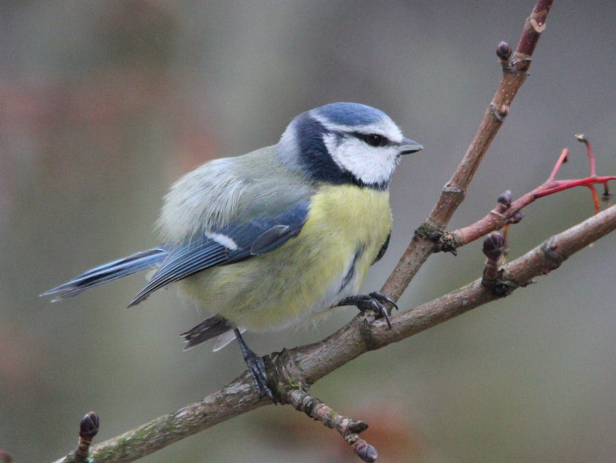Blaumeise