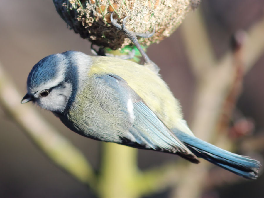 Blaumeise