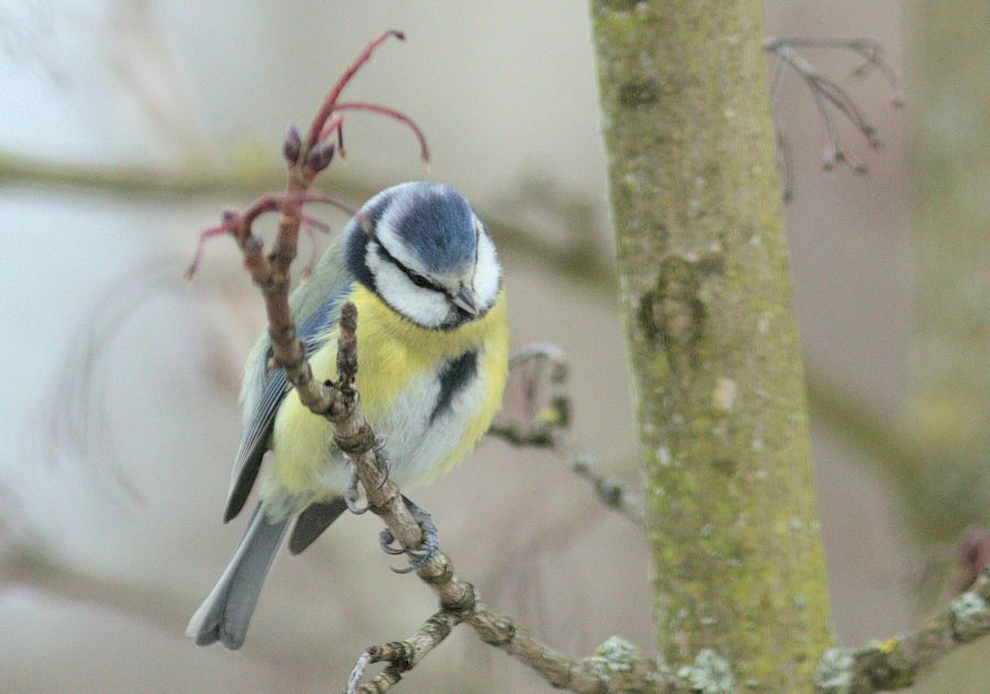 Blaumeise