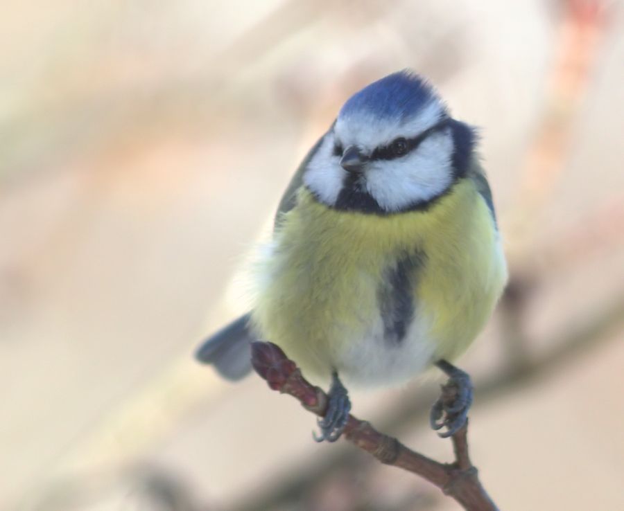 Blaumeise