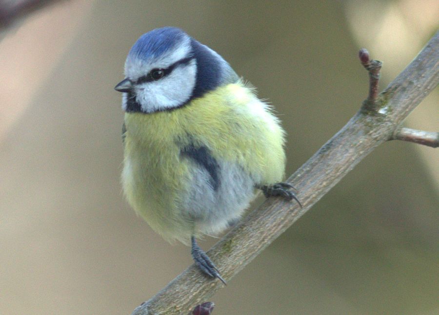 Blaumeise