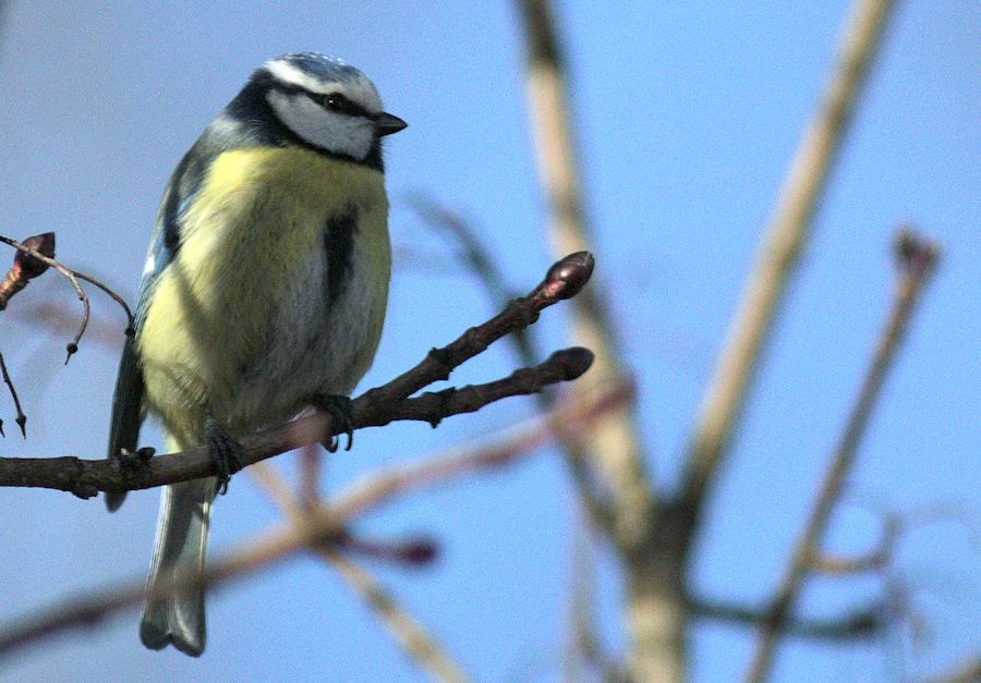 Blaumeise