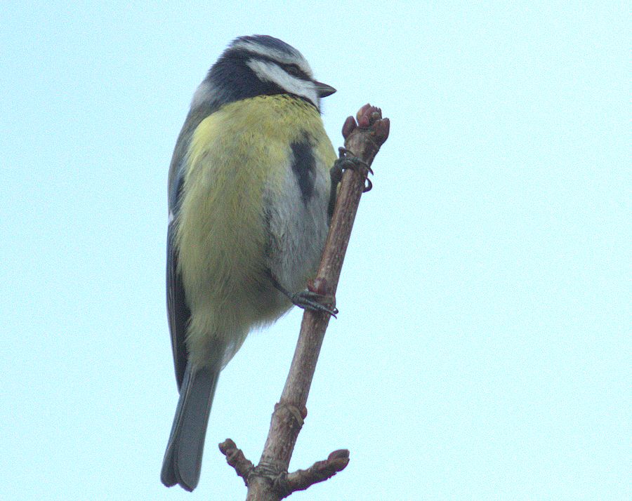 Blaumeise