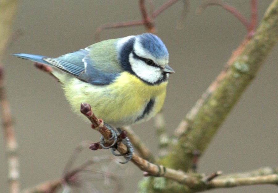 Blaumeise