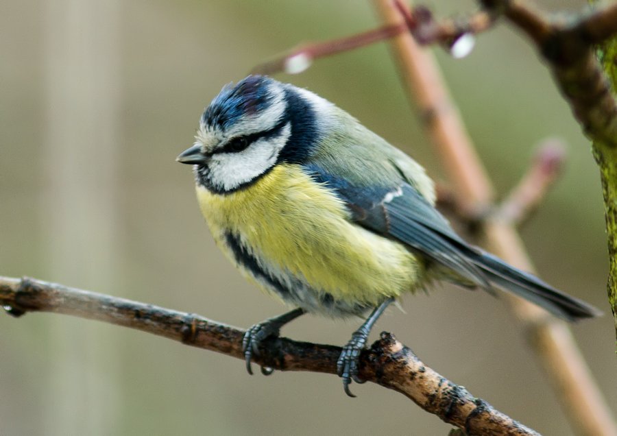Blaumeise