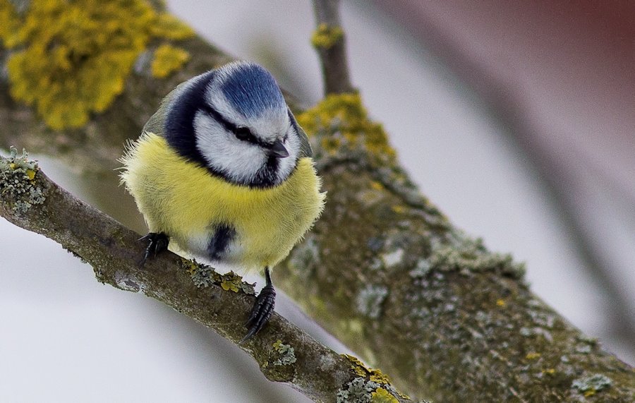 Blaumeise