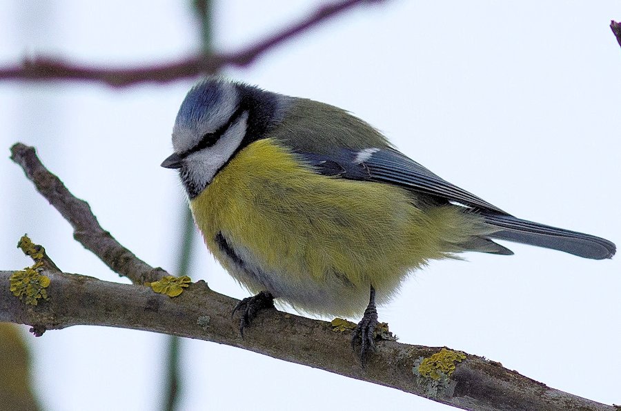 Blaumeise