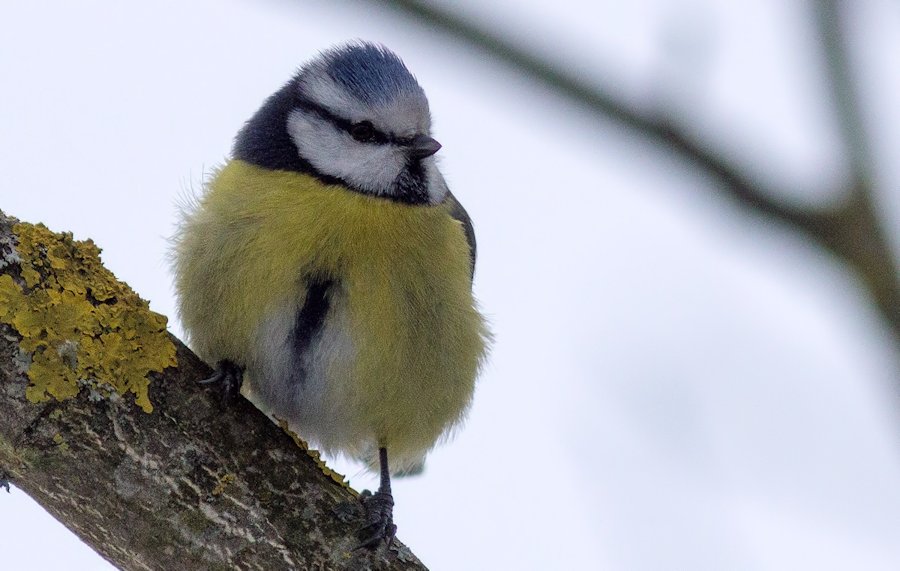 Blaumeise