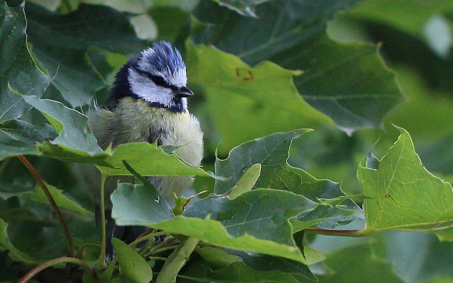 Blaumeise