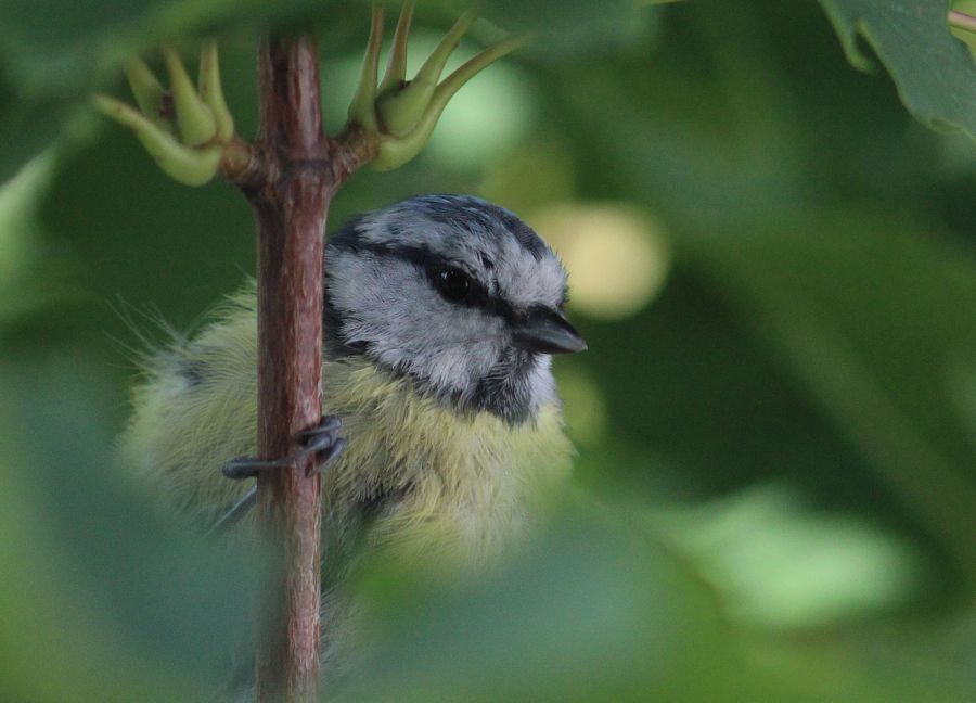 Blaumeise