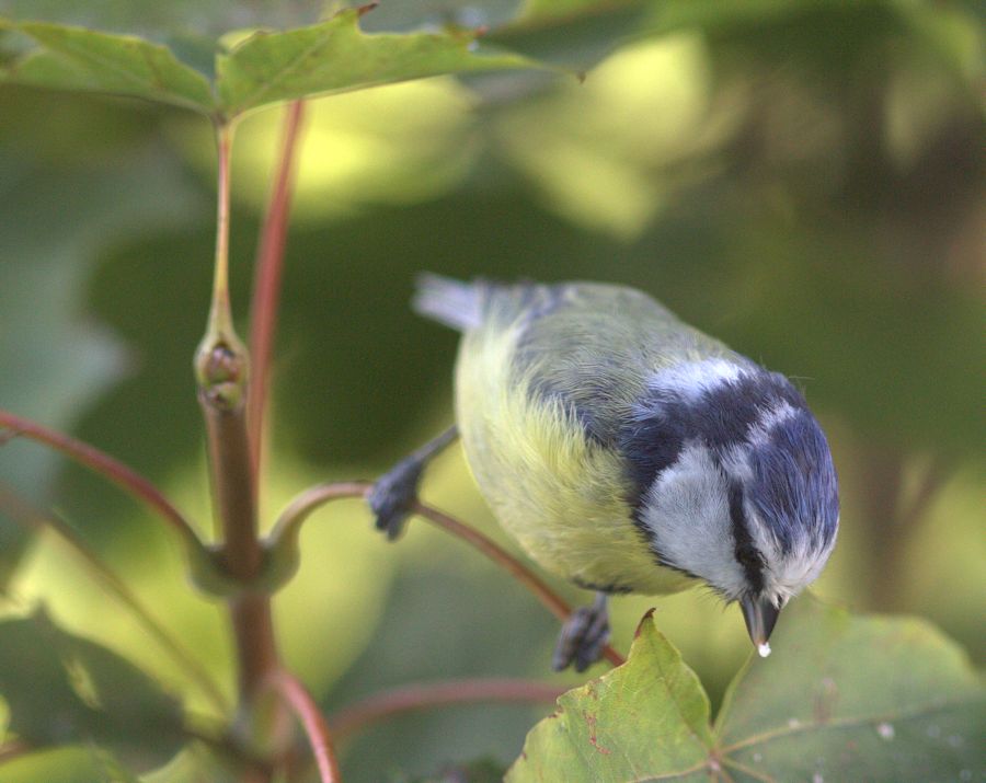 Blaumeise
