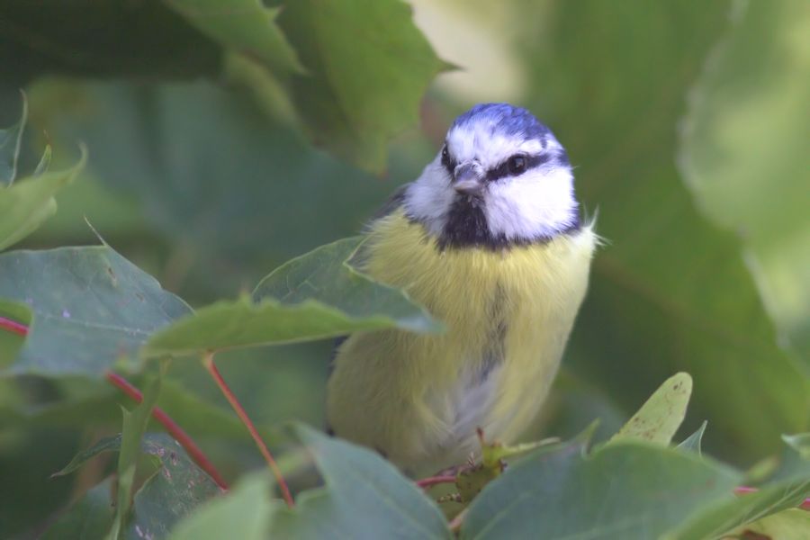 Blaumeise