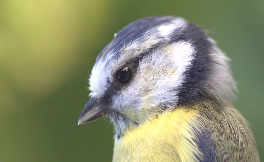 Blaumeise