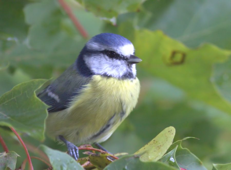 Blaumeise