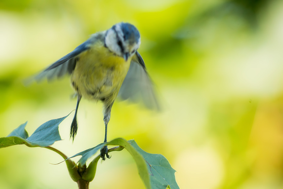 Blaumeise beim Abflug